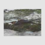 Sunset Lit Harbor Seal II at San Diego Tissue Paper