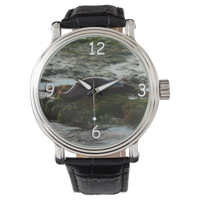 Sunset Lit Harbor Seal II at San Diego Watch (Front)