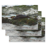 Sunset Lit Harbor Seal II at San Diego Wrapping Paper Sheets