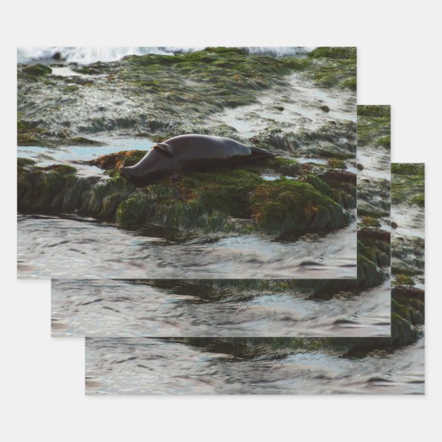 Sunset Lit Harbor Seal II at San Diego Wrapping Paper Sheets (Set)