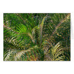 Sunset Lit Palm Fronds Tropical