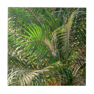 Sunset Lit Palm Fronds Tropical Ceramic Tile