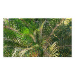 Sunset Lit Palm Fronds Tropical Photo Print