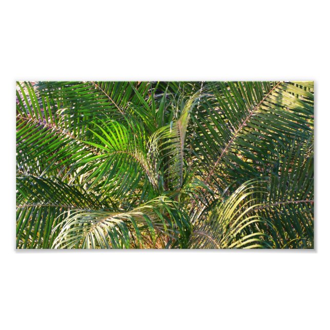 Sunset Lit Palm Fronds Tropical Photo Print (Front)