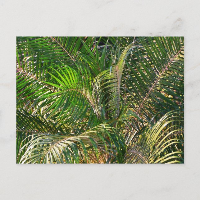 Sunset Lit Palm Fronds Tropical Postcard (Front)