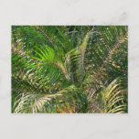 Sunset Lit Palm Fronds Tropical Postcard