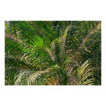 Sunset Lit Palm Fronds Tropical Poster