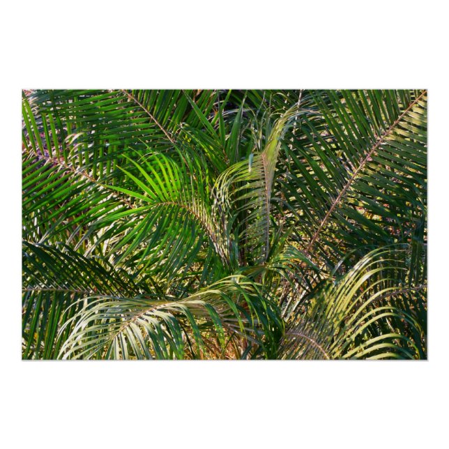 Sunset Lit Palm Fronds Tropical Poster (Front)