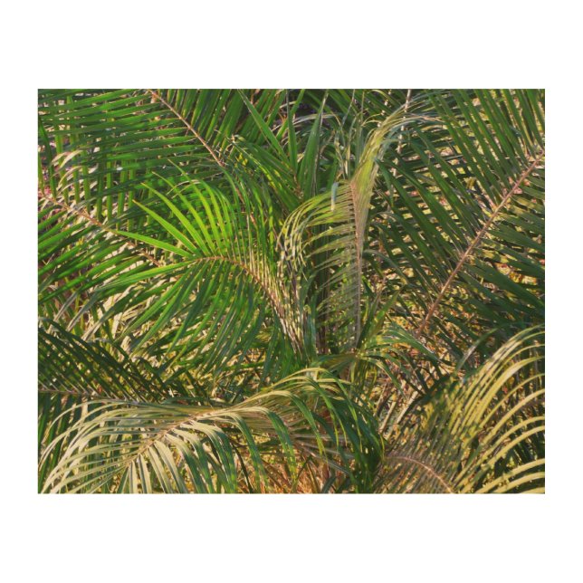 Sunset Lit Palm Fronds Tropical Wood Wall Art (Front)