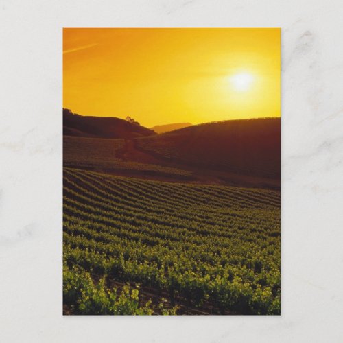 Sunset Napa Valley Postcard