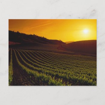 Sunset Napa Valley Postcard by thecoveredbridge at Zazzle