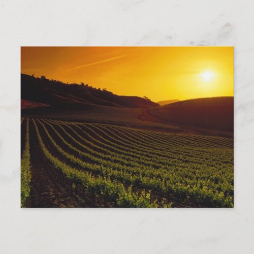 Sunset Napa Valley Postcard