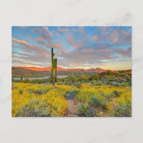 Sunset on Desert Landscape Postcard