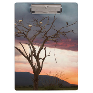 Sunset On Kandheri Swamp With African Spoonbills Clipboard