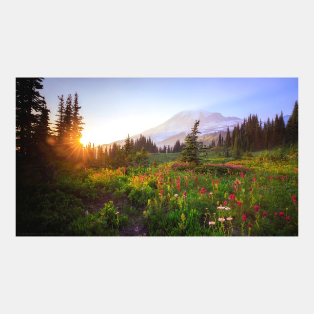Sunset on Mountain Wildflowers (Front)