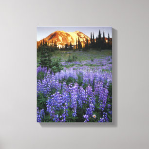 Sunset over Mt. Adams and a sub-alpine meadow Canvas Print
