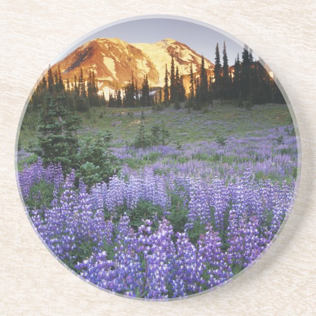 Sunset over Mt. Adams and a sub-alpine meadow Sandstone Coaster (Front)
