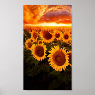 Sunset Over Sunflowers Poster