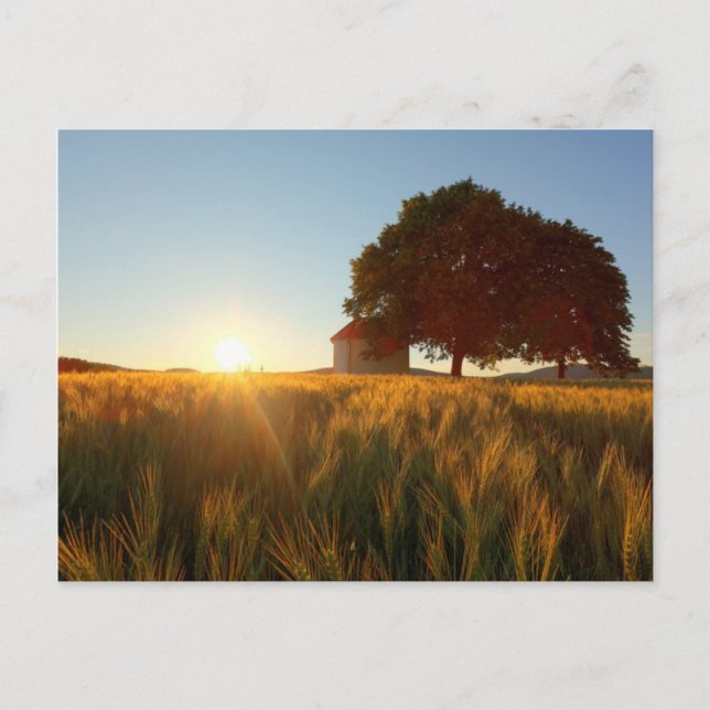 Sunset Over Wheat Field Postcard (Front)