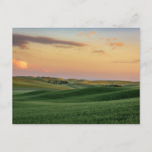 Sunset over Wheat Fields Washington State Postcard