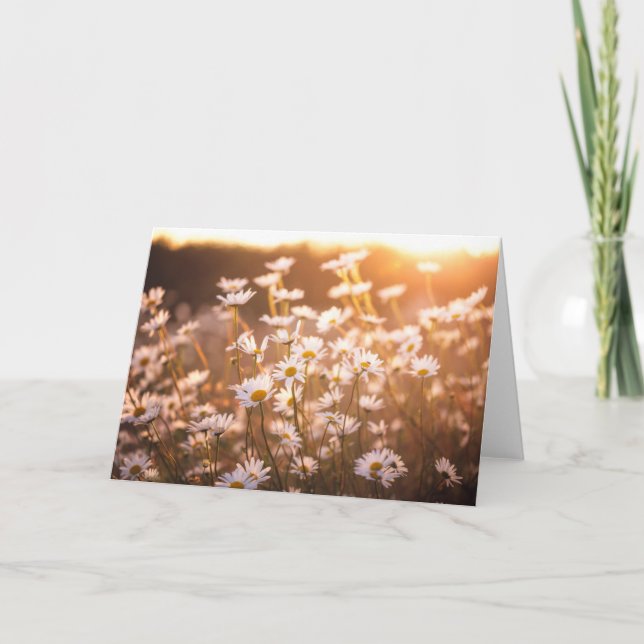 Sunset Oxeye Daisies Card (Front)