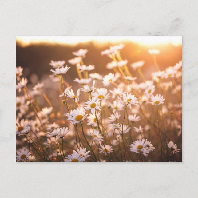 Sunset Oxeye Daisies Postcard (Front)