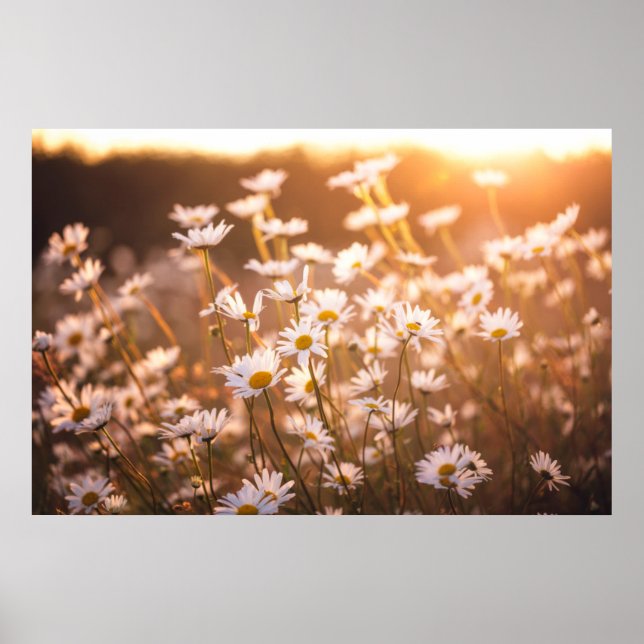 Sunset Oxeye Daisies Poster (Front)
