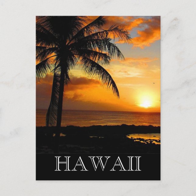 sunset palm hawaii postcard (Front)