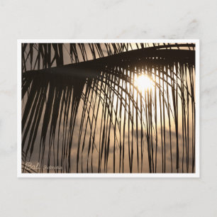 Sunset Palm Leaf, Bali Indonesia - Travel Postcard