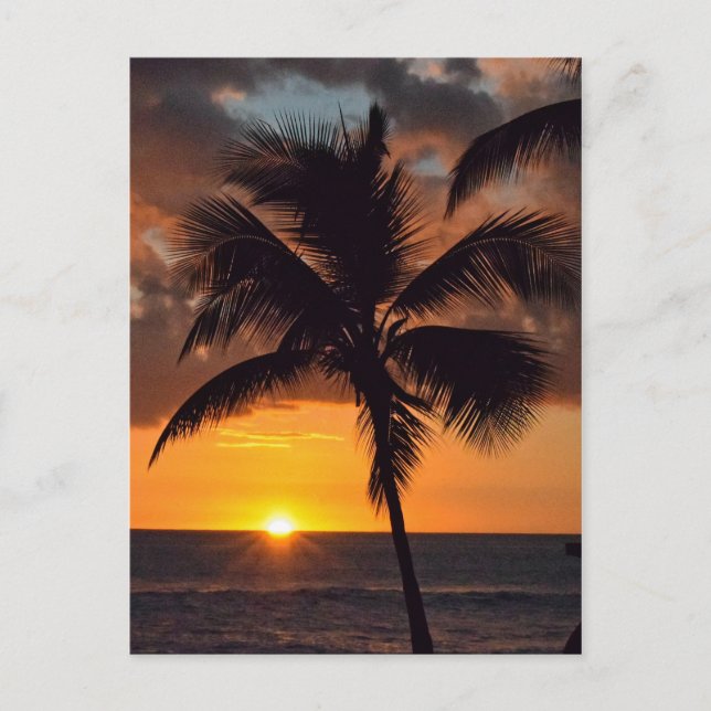 Sunset, Palm Trees, and the Beach Postcard (Front)