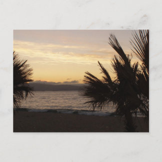 Sunset Palms Postcard