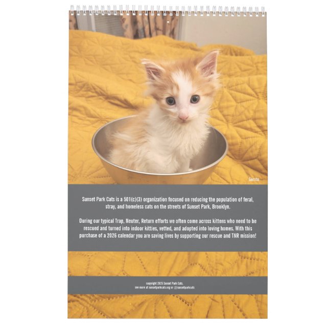 Sunset Park Cats | 2026 Calendar | Kittens (Back)
