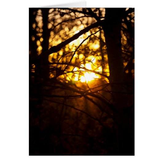 Sunset Poplars Cards (Front)