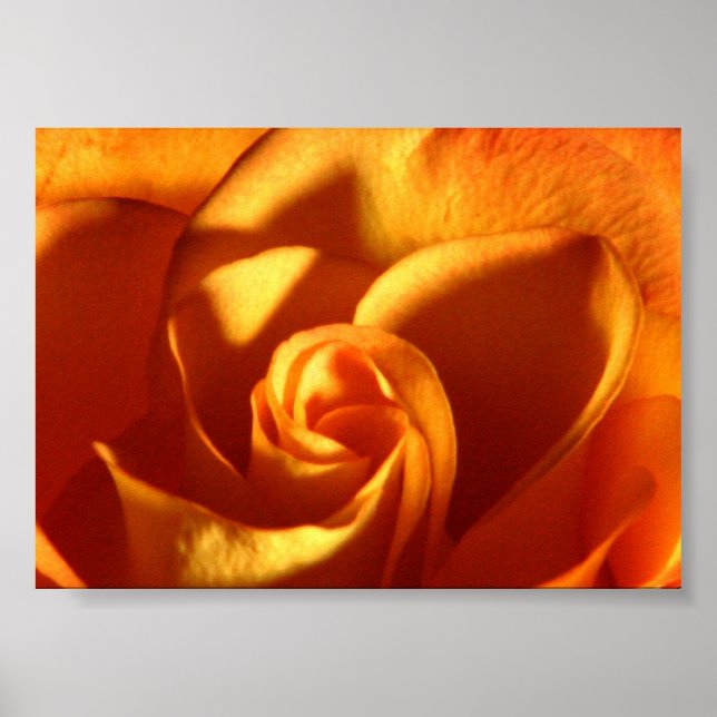Sunset Rose Beautiful Nature Photography Poster (Front)
