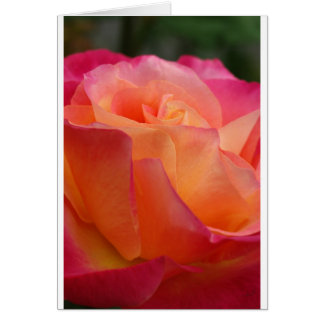 Sunset Rose Cards