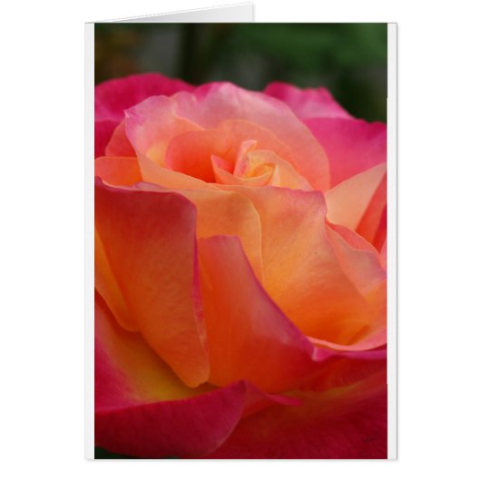 Sunset Rose Cards (Front)