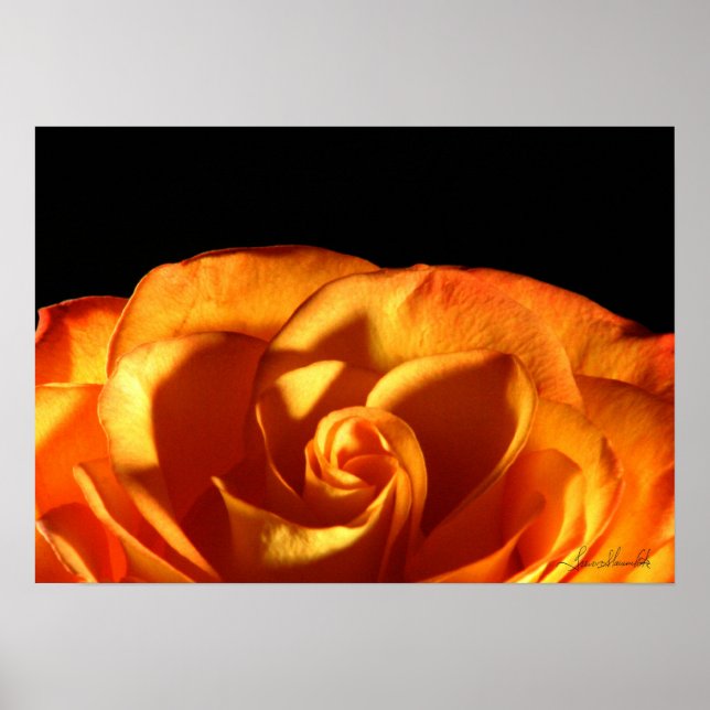 Sunset Rose Poster (Front)