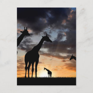 sunset safari wild animal giraffe silhouette postcard