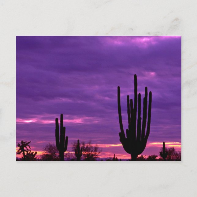 Sunset, Scottsdale, Arizona Postcard (Front)