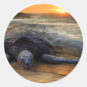 Sunset Sea Turtle Sticker