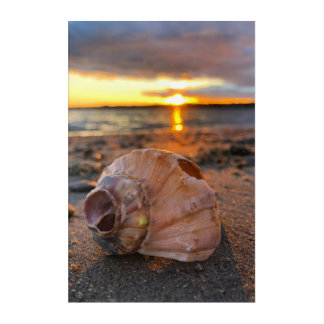 Sunset shell art