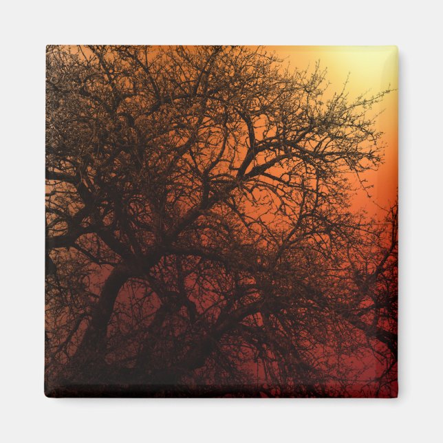 Sunset Silhouette Tree Art Magnet (Front)