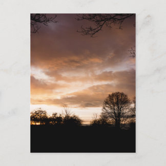 Sunset Silhouettes trees Postcard