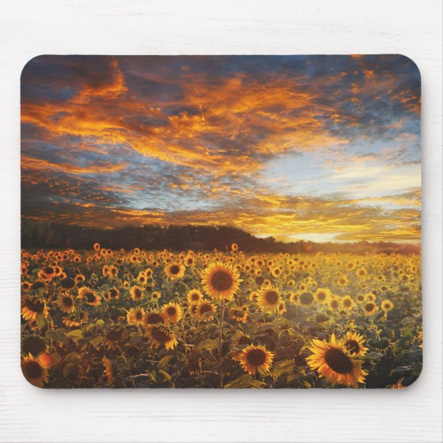 Sunset SunflowersField Mouse Pad (Front)