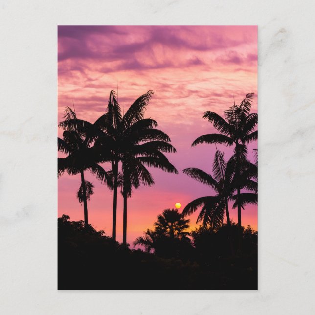 Sunset through Palm Trees Postcard (Front)