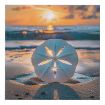 Sunset Through the Sand Dollar