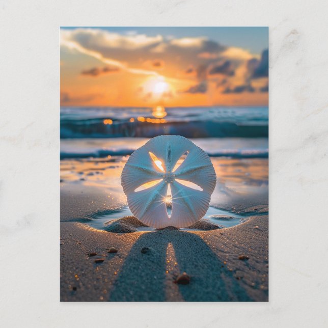 Sunset Through the Sand Dollar Postcard (Front)