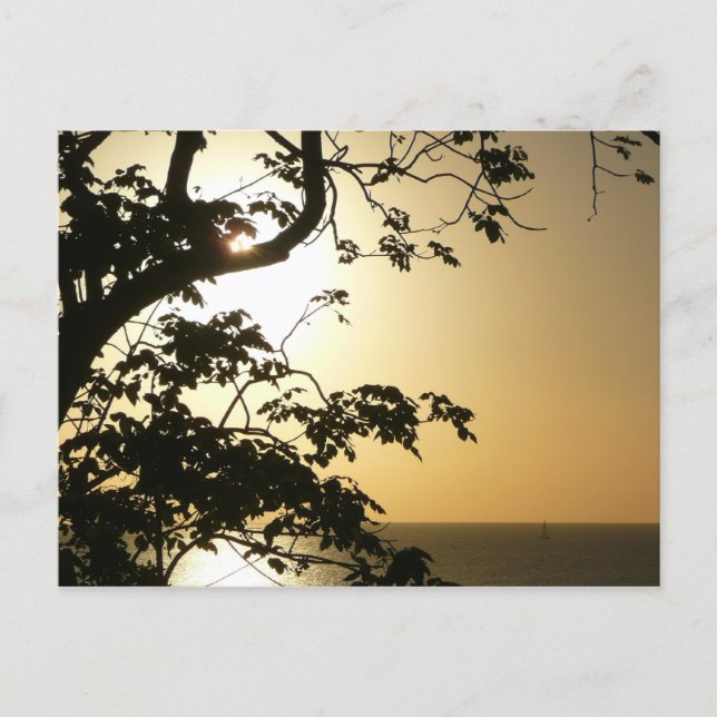 Sunset Through Trees II Tropical Photography Postcard (Front)