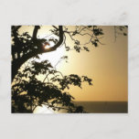 Sunset Through Trees II Tropical Photography Postcard