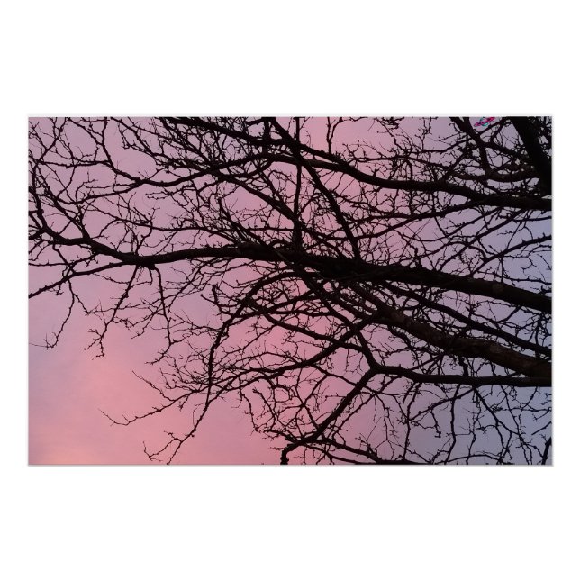 Sunset Tree Branches Photograph Planetm13 Poster (Front)